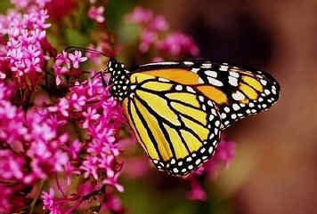 Monarch butterfly